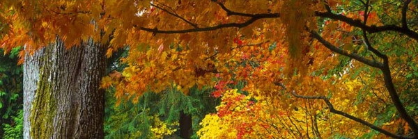 herfst-bladeren-hoera